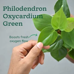 Set of 6 Easy Care Indoor Plants
