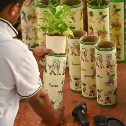 Set of 4 Indoor Aesthetic Plant Bundle for Home