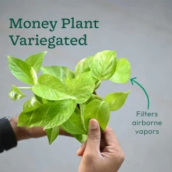 Set of 4 Indoor Aesthetic Plant Bundle for Home