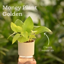 Set of 4 Indoor Aesthetic Plant Bundle for Home