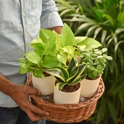 Set of 4 Indoor Aesthetic Plant Bundle for Home