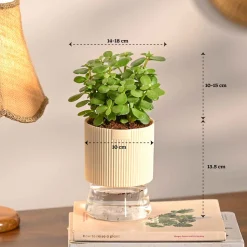 Set of 4 Indoor Aesthetic Plant Bundle for Home