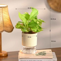 Set of 4 Indoor Aesthetic Plant Bundle for Home