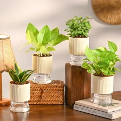 Set of 4 Indoor Aesthetic Plant Bundle for Home