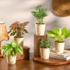 Set of 5 Living Room Decor Plant Bundle