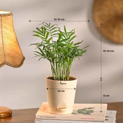 Set of 5 Living Room Decor Plant Bundle