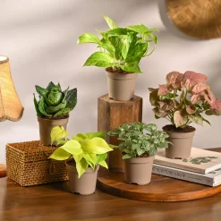 Set of 5 Low Maintenance Decorative Plant Bundle