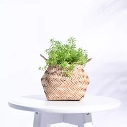 Sitalpati Planter