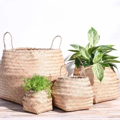 Sitalpati Planter