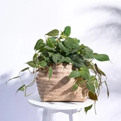 Sitalpati Planter