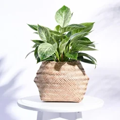 Sitalpati Planter