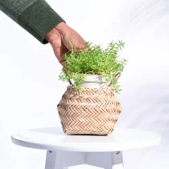Sitalpati Planter