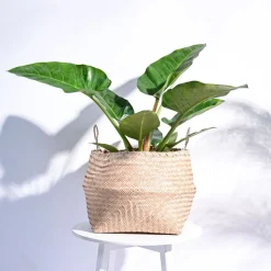 Sitalpati Planter