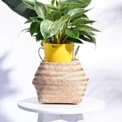 Sitalpati Planter