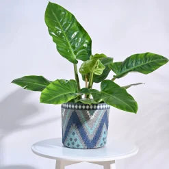Skyie Cotton Planter