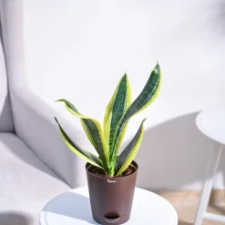 Snake Plant - Futura Superba