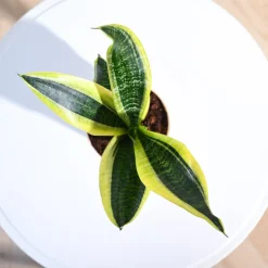 Snake Plant - Futura Superba
