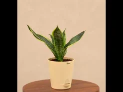 Snake Plant - Futura Superba