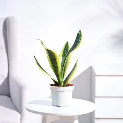 Snake Plant - Futura Superba