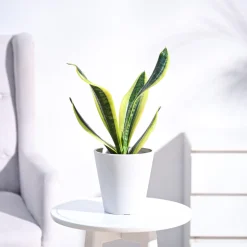 Snake Plant - Futura Superba
