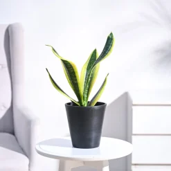 Snake Plant - Futura Superba