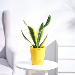 Snake Plant - Futura Superba