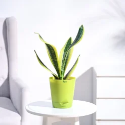 Snake Plant - Futura Superba