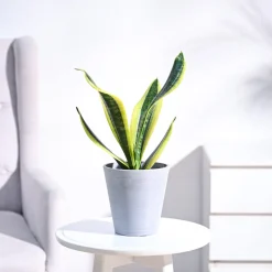 Snake Plant - Futura Superba