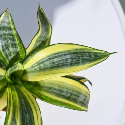 Snake Plant - Golden