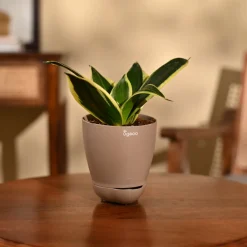 Snake Plant - Golden