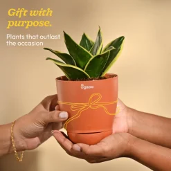 Snake Plant - Golden