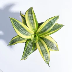 Snake Plant - Golden