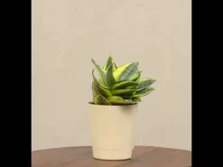 Snake Plant - Golden