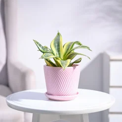 Snake Plant - Golden