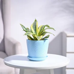 Snake Plant - Golden