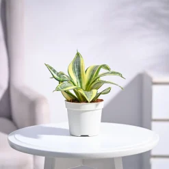 Snake Plant - Golden