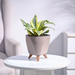 Snake Plant - Golden
