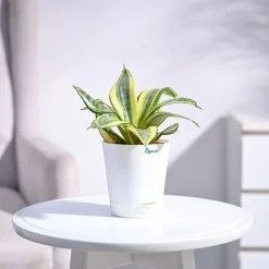 Snake Plant - Golden