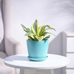 Snake Plant - Golden