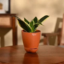 Snake Plant - Golden