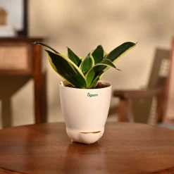 Snake Plant - Golden