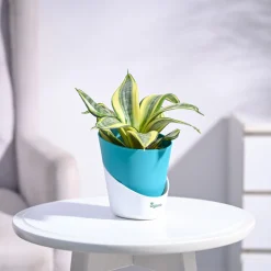 Snake Plant - Golden