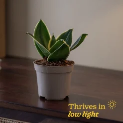 Snake Plant - Golden