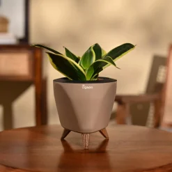 Snake Plant - Golden Hahnii