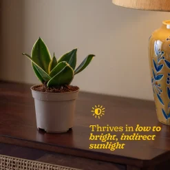 Snake Plant - Golden Hahnii