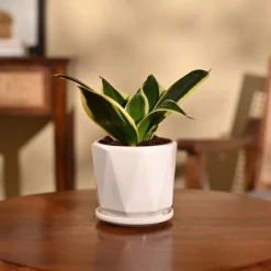 Snake Plant - Golden Hahnii