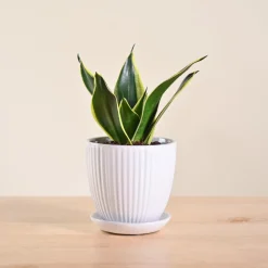 Snake Plant - Golden Hahnii