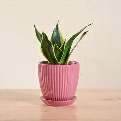 Snake Plant - Golden Hahnii