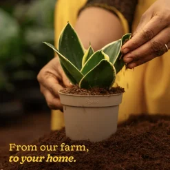 Snake Plant - Golden Hahnii