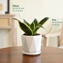 Snake Plant - Golden Hahnii